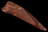Fossil Pterosaur (Siroccopteryx) Tooth - Morocco #167126-1